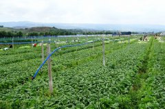 昭通鲁甸：蔬菜种植拓宽农民增收致富路